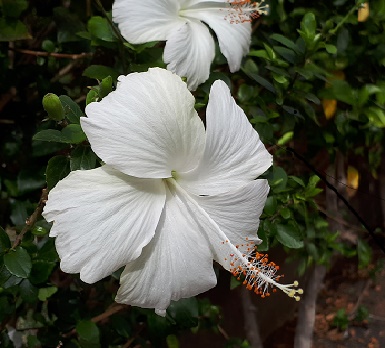 Fleur_libération mémorielle